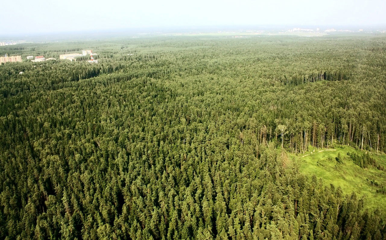Сосновый лес вид с высоты